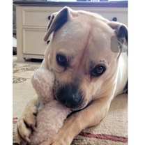 Thumbnail photo of BUBBA #3