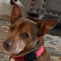 Thumbnail photo of Brownie #1