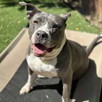 Thumbnail photo of Sibyl #1