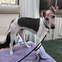 Thumbnail photo of Cookie #1