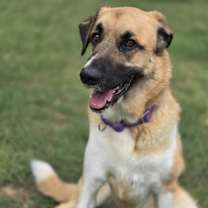 Thumbnail photo of Dolce #1