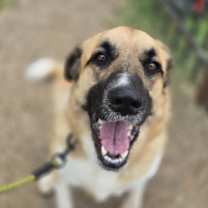 Thumbnail photo of Dolce #2