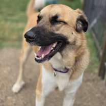 Thumbnail photo of Dolce #3