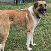 Thumbnail photo of Dolce #4