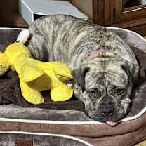 Thumbnail photo of Luna #3