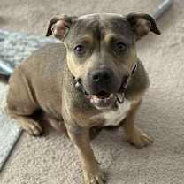 Thumbnail photo of Hershey #1