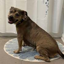 Thumbnail photo of Hershey #2