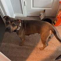 Thumbnail photo of Hershey #3