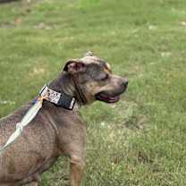 Thumbnail photo of Hershey #4