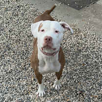 Thumbnail photo of Dolly #1