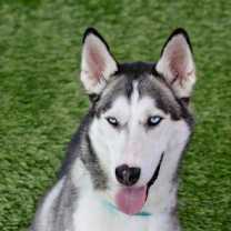 Thumbnail photo of Delilah #4