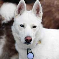 Thumbnail photo of Snowflake #3