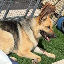 adopt-pet