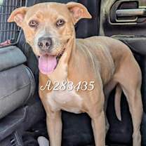 adopt-pet