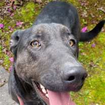 Thumbnail photo of SHADY #2