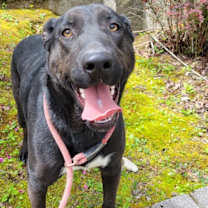 Thumbnail photo of SHADY #3