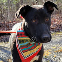 Thumbnail photo of SHADY #4