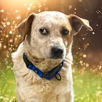 Thumbnail photo of Bobbi #3