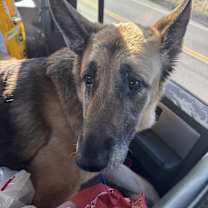 Thumbnail photo of Lucy #2