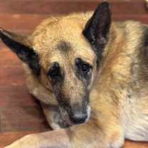 Thumbnail photo of Lucy #3