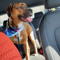 Thumbnail photo of Amaya #1