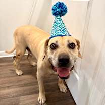 Thumbnail photo of Snoopy Doopie is ready for retirement living #1