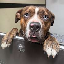 Thumbnail photo of Blue C000-308 - Costa Mesa Location #2