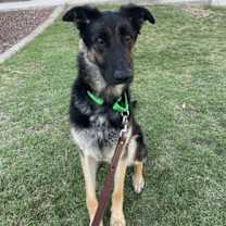 adopt-pet