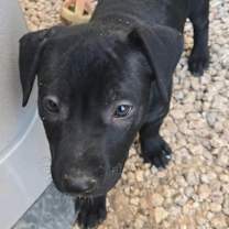 adopt-pet