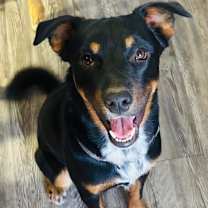 adopt-pet