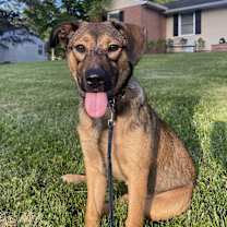 Thumbnail photo of Rosie #2