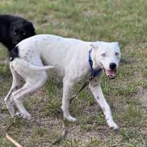 Thumbnail photo of Pongo #3