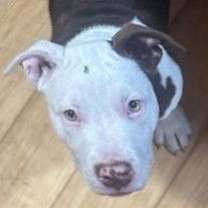 Thumbnail photo of Diamond #1