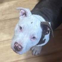 Thumbnail photo of Diamond #2