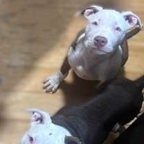 Thumbnail photo of Diamond #3