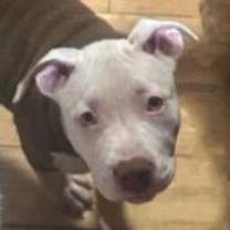 Thumbnail photo of Opal #1