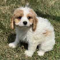 Thumbnail photo of ADOPTION PENDING Hemingway #4