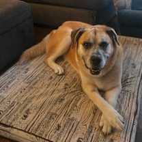 adopt-pet