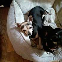 Thumbnail photo of Precious #3