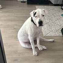 Thumbnail photo of Bella #1