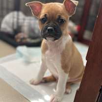 Thumbnail photo of Sampson #1