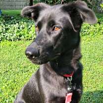 Thumbnail photo of Sage #3