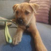 Thumbnail photo of Alex the Chow/Staffie mix pupp #1