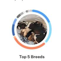 Thumbnail photo of Alex the Chow/Staffie mix pupp #4