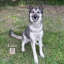 Thumbnail photo of Luna #3