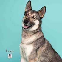 Thumbnail photo of Luna #4