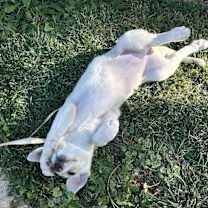 Thumbnail photo of Roxy #2