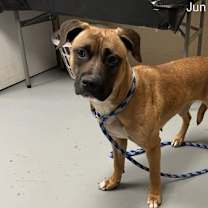 Thumbnail photo of Cricket #2