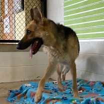 Thumbnail photo of SADIE #3