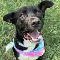 Thumbnail photo of Wiggle McWaggin #2